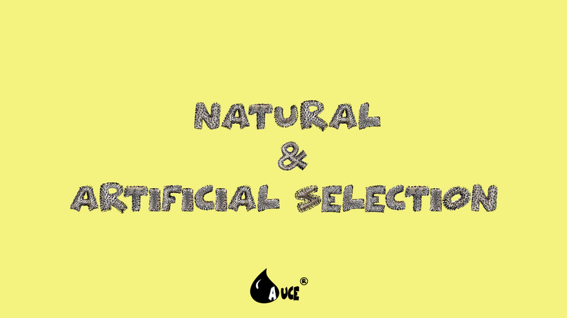 Natural and Artificial Selection